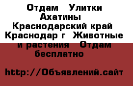 Отдам : Улитки Ахатины - Краснодарский край, Краснодар г. Животные и растения » Отдам бесплатно   